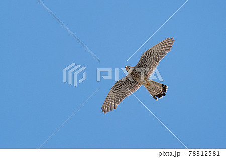 チョウゲンボウ 78312581