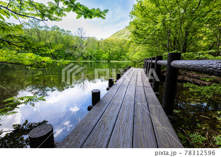 宮城船形山のブナ新緑の鈴沼　ルリ沼 78312596