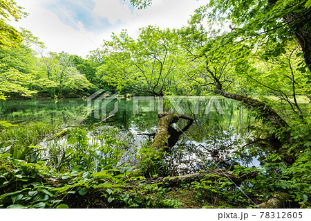 宮城船形山のブナ新緑の鈴沼 ルリ沼 宮城船形山のブナ新緑の鈴沼 ルリ沼 78312605
