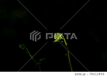 シダ植物 78312850