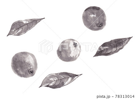 水墨の枇杷 78313014