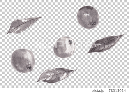 水墨枇杷 水墨枇杷 78313014