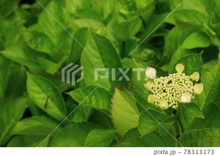 これから咲く紫陽花 これから咲く紫陽花 78313173