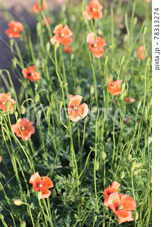 外来種、オレンジのケシ、ナガミヒナゲシ 外来種、オレンジのケシ、ナガミヒナゲシ 78313274