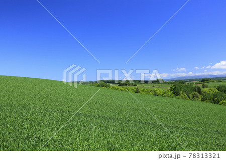 北海道　上富良野町　丘の麦畑 78313321