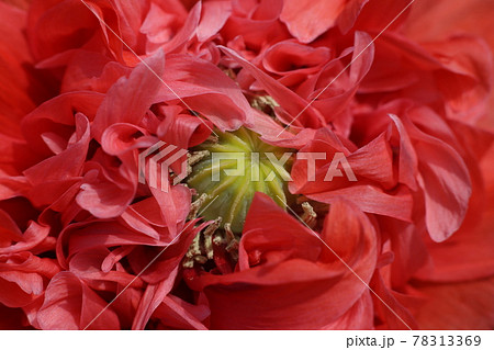 大輪の真っ赤な、ケシの花 大輪の真っ赤な、ケシの花 78313369