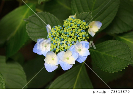 咲き掛けの紫陽花 78313379