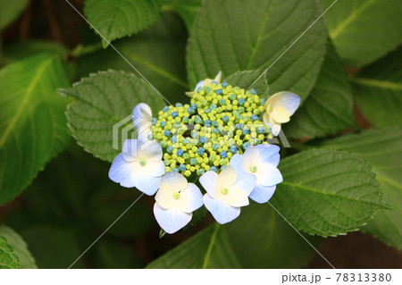 咲き掛けの紫陽花 78313380
