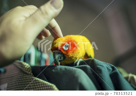 Adorable sun conure parrots on hand Adorable sun conure parrots on hand 78313521