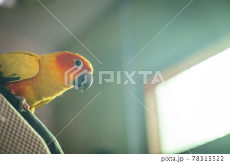 Adorable sun conure parrots on hand Adorable sun conure parrots on hand 78313522