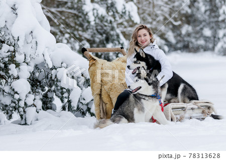 A girl rides a sleigh pulled by a Siberian husky. Husky sled dogs are harnessed for sport sledding on skis as fun for Christmas. 78313628