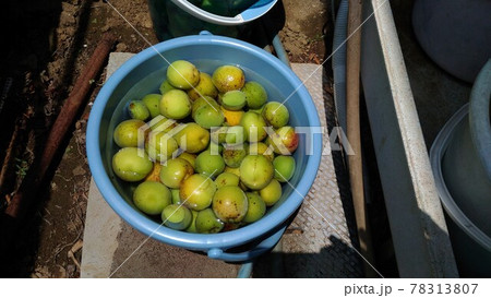 梅の実の収穫後水洗い灰汁抜き 梅の実の収穫後水洗い灰汁抜き 78313807