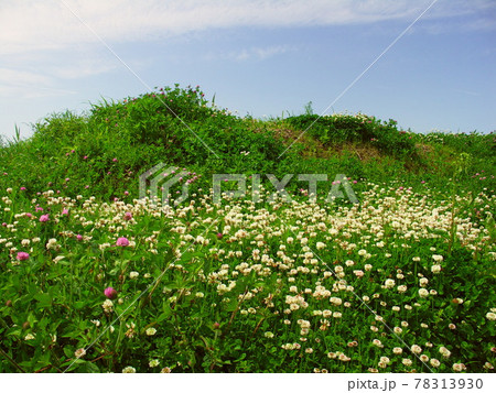 初夏の起伏のある野原に咲くシロツメクサ 78313930
