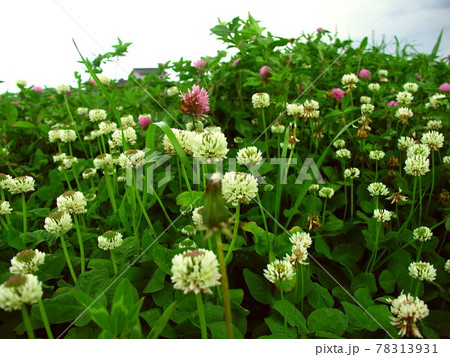 初夏の起伏のある野原に咲くシロツメクサ 78313931