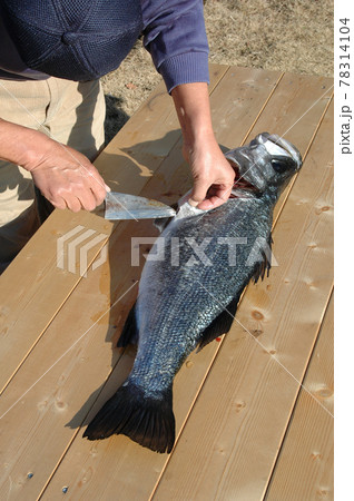 ヒラスズキを捌く 78314104