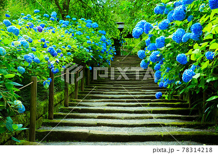 鎌倉の明月院　満開に咲く紫陽花と鎌倉石の参道 78314218