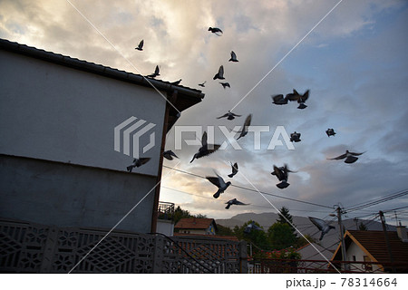 青い空 青空 ブルースカイ 78314664