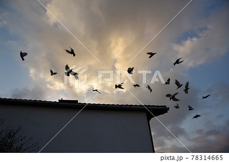 青い空 青空 ブルースカイ 78314665