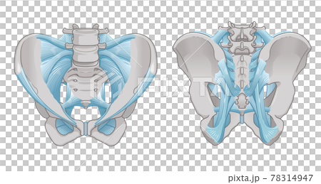 Illustration of the pelvis and ligaments 78314947