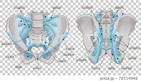 Illustration of pelvis and ligaments (with text) 78314948