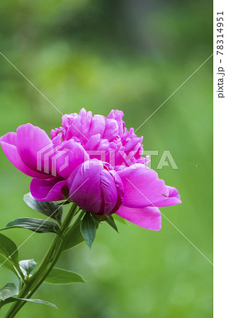 植物 写真 花の宰相といわれるシャクヤクの花 花ごと落ちる芍薬 立てば芍薬座れば牡丹の写真素材