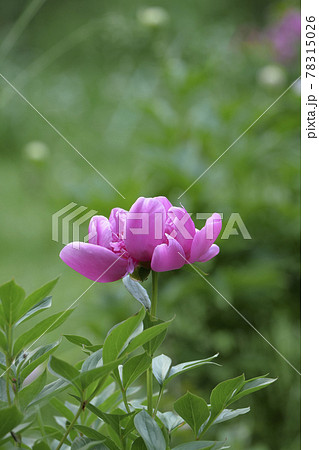 植物 写真 花の宰相といわれるシャクヤクの花 花ごと落ちる芍薬 立てば芍薬座れば牡丹の写真素材