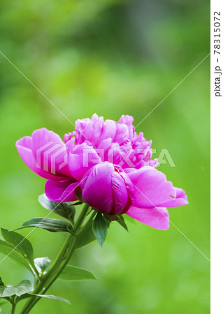 植物、写真　花の宰相といわれるシャクヤクの花　花ごと落ちる芍薬　立てば芍薬座れば牡丹 78315072