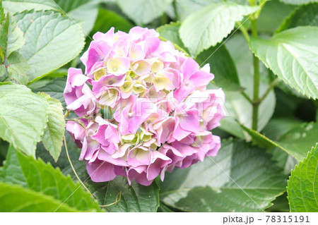 アジサイ 紫陽花 あじさい 梅雨 雨 ピンク 美しい 綺麗 かわいい 淡い 花びら 葉っぱ グリーンの写真素材