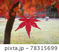 ヒトデのような紅葉 78315699
