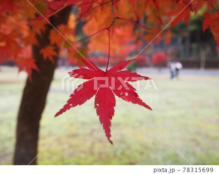 ヒトデのような紅葉 78315699