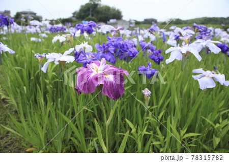 大牟田市 甘木 花菖蒲、 大牟田市 甘木 花菖蒲、 78315782
