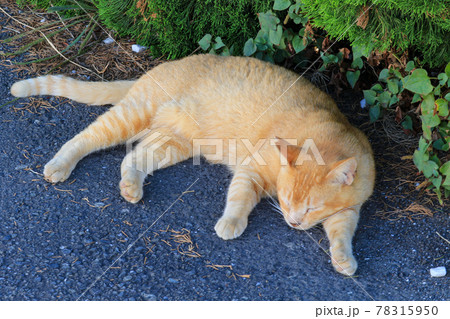 猫 猫 78315950