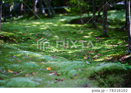五月・苔生す秋篠寺 78316102