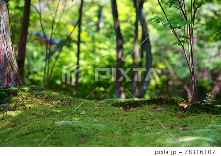 五月・苔生す秋篠寺 78316107