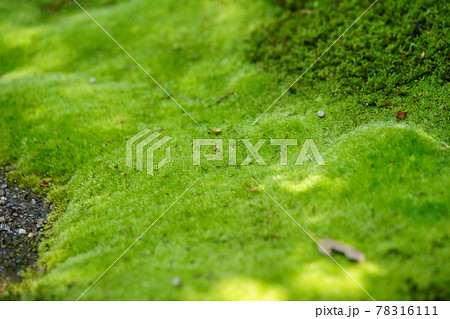 五月・苔生す秋篠寺 78316111