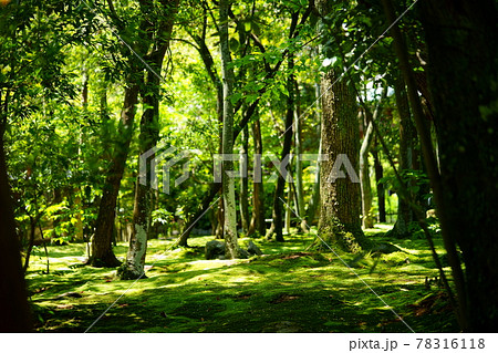 五月・苔生す秋篠寺 78316118
