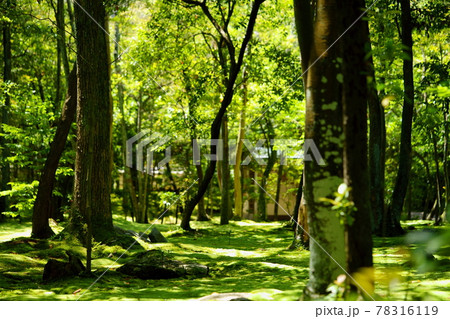 五月・苔生す秋篠寺 78316119