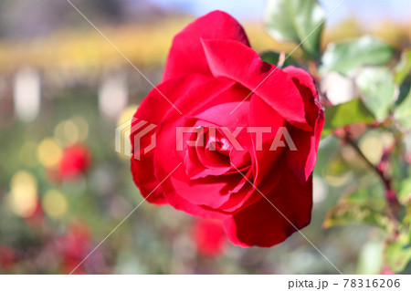 ガーデン バラ 薔薇 ローズ 赤い 秋 美しい 綺麗 庭園 かわいい ガーデン バラ 薔薇 ローズ 赤い 秋 美しい 綺麗 庭園 かわいい 78316206