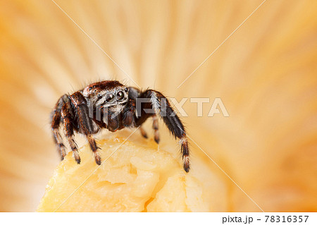 Jumping spider on a yellow chanterelle mushroom background Jumping spider on a yellow chanterelle mushroom background 78316357