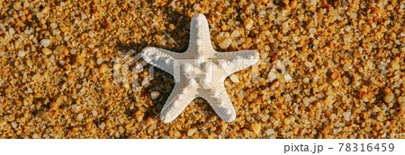 starfish on a the wet sand of the beach, web banner 78316459