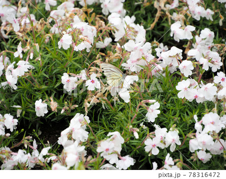 一里山の芝ザクラ 蜜を吸うモンシロチョウ 宮崎県宮崎市高岡町浦之名 一里山の芝ザクラ 蜜を吸うモンシロチョウ 宮崎県宮崎市高岡町浦之名 78316472