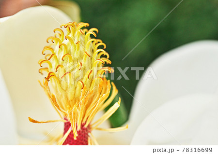 白いタイサンボクの花 白いタイサンボクの花 78316699
