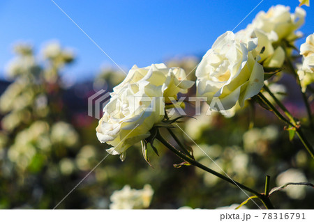 かわいい 白い バラ 薔薇 ローズ ガーデン　美しい　綺麗　ホワイト 78316791