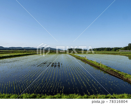 田園風景、写真　田植えが終わった田んぼと青い空　初夏の田んぼと青い空　澄み切った空と田植えが済んだ田 78316804