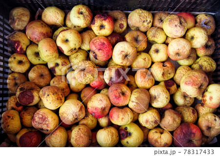 Aged apples in a package 78317433