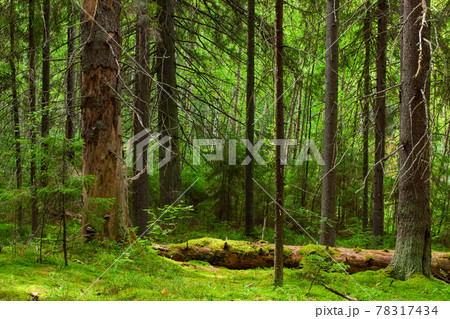 Fairy pinewood 78317434