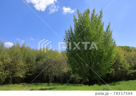 青空が爽やかな天気の新緑が美しい銀杏の木 78317504