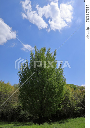 青空が爽やかな天気の新緑が美しい銀杏の木 78317552