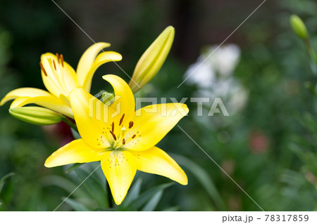 埼玉県所沢ゆり園 78317859