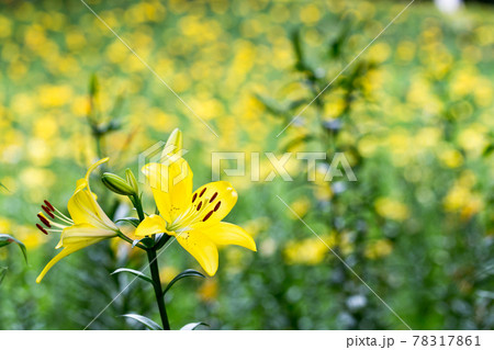 埼玉県所沢ゆり園 78317861